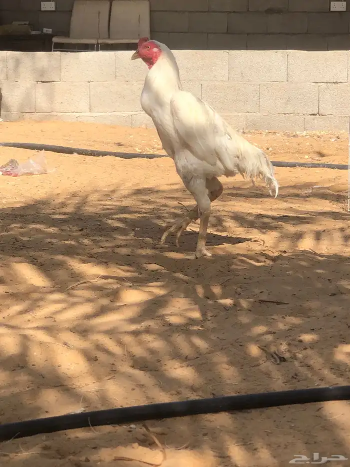 ديك بكستاني 0