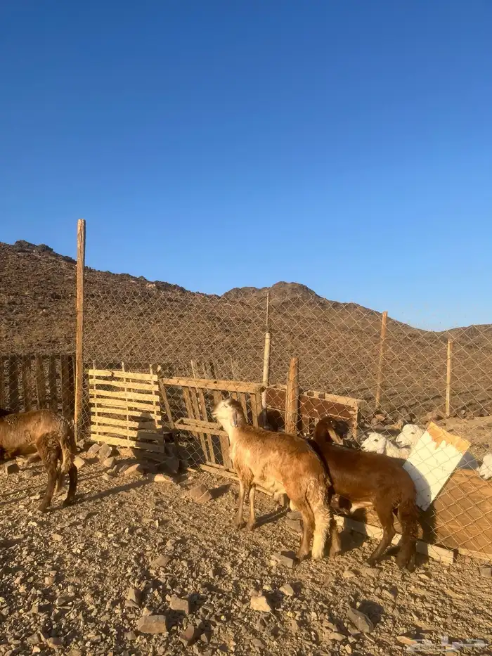 سواكني مرابي 4 شهور 7