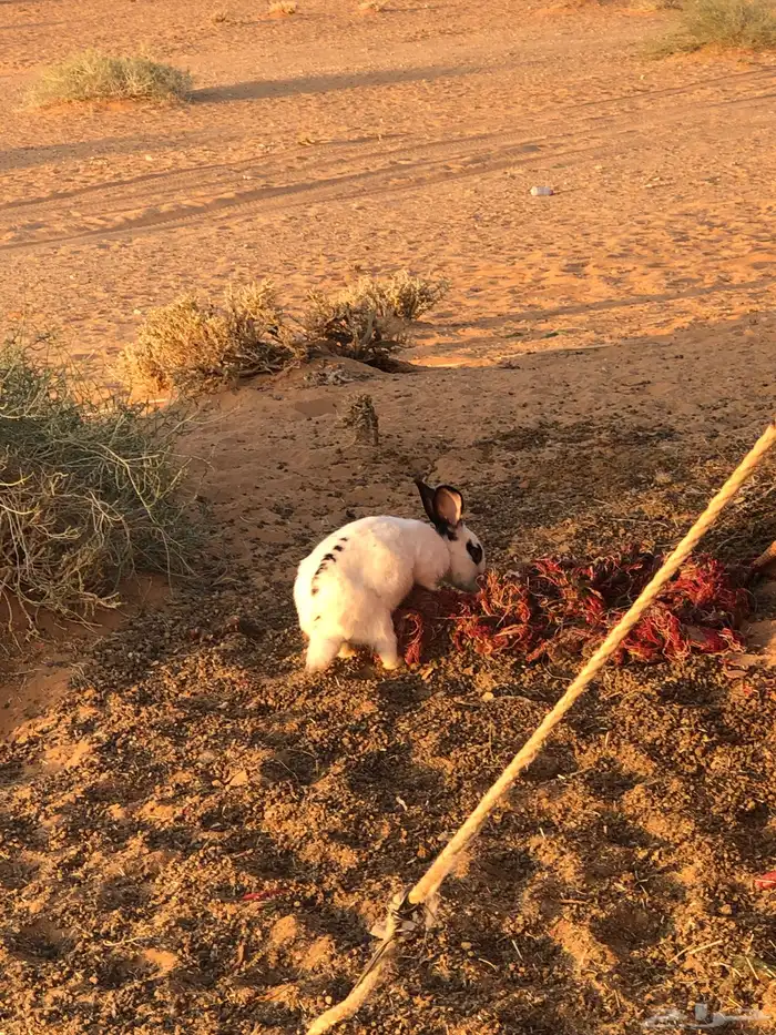 ذكر ارنب بابون 4