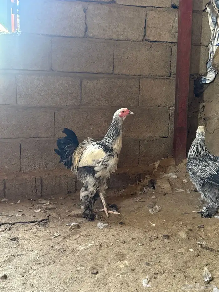 دجاج براهما كولمبي 1