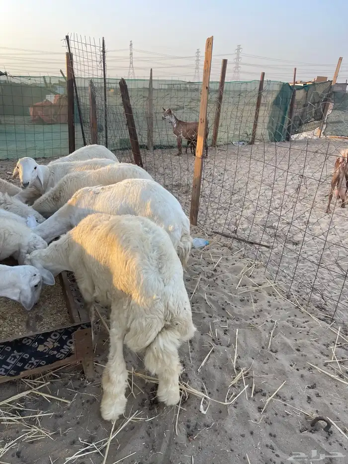 جميع انواع الذبائح متوفر حري سواكني تيوس محايلي يتوفر توصيل 5