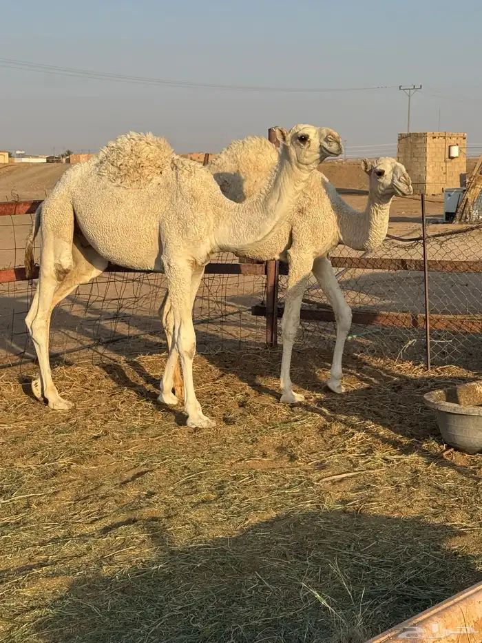 حشو طيه وفاخرة للبيع 3