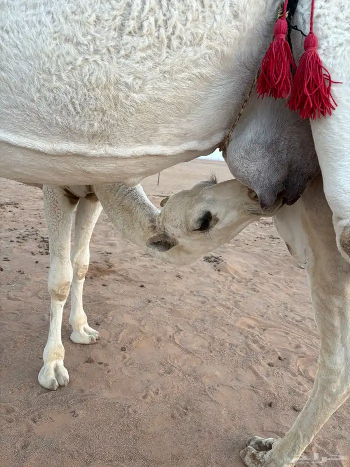 للبيع قعود طيب 4