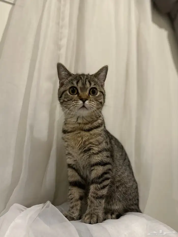 قط  سكوتش ذكر للبيع 3