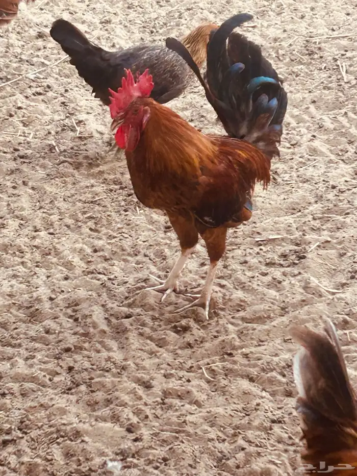 ديوك بلدي للبيع 5