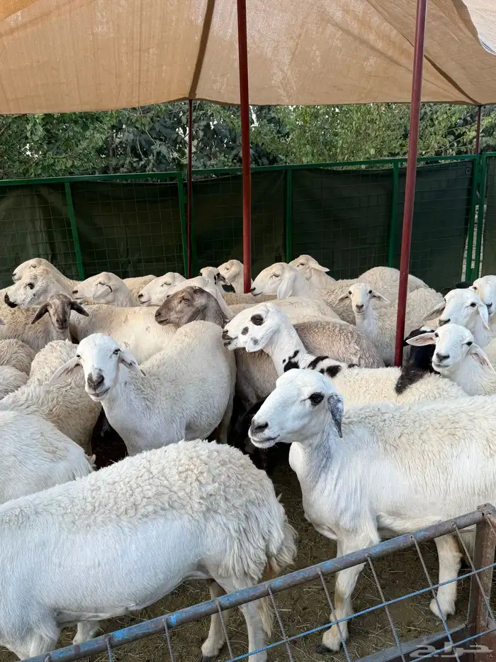 غنم مراح منوة القناي ( صغار سن ) 13