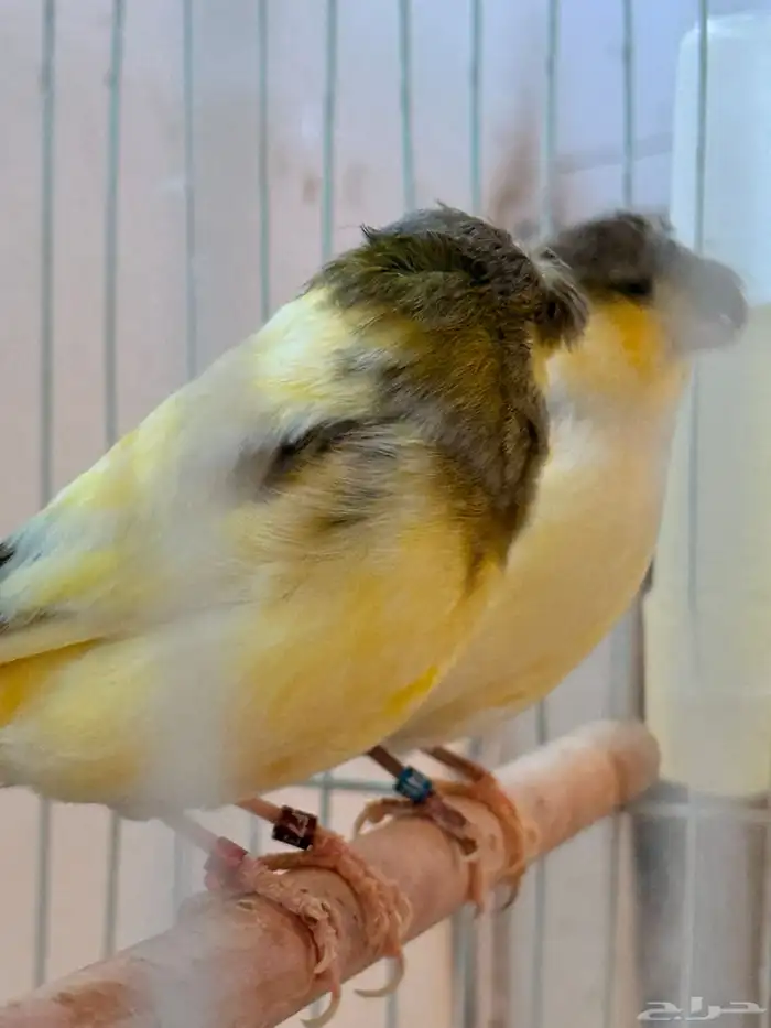 جوز جلوستر فاخر 1