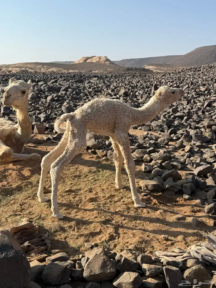 حوار للبيع 2