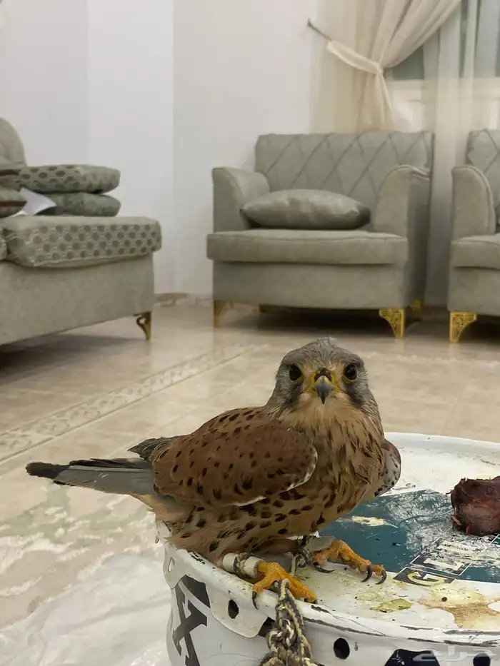 باشق فرخ متدرب ب خمسين ريال 0