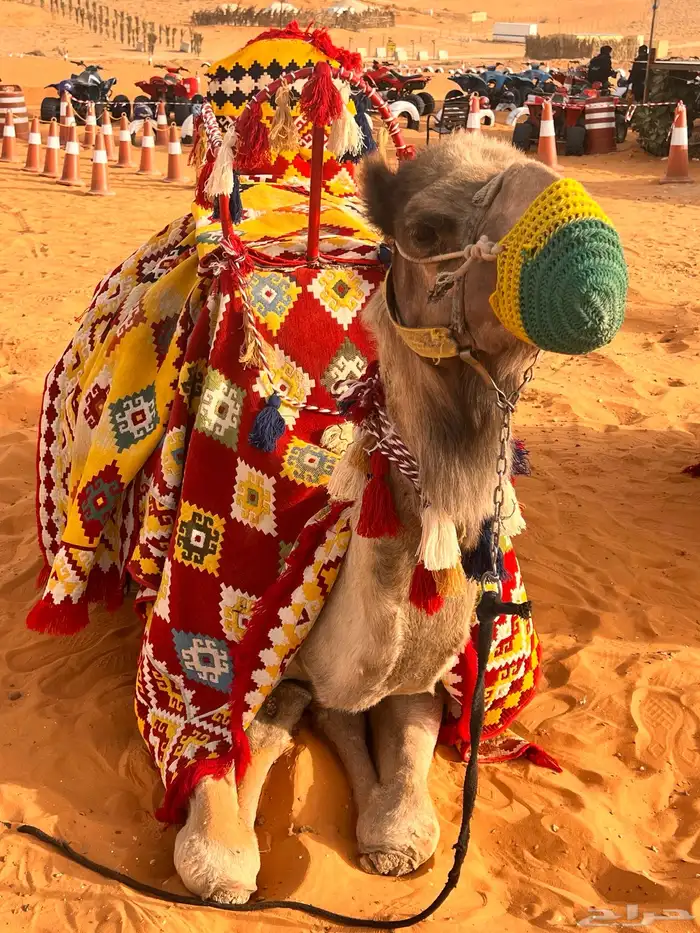 يوجد لدينا أجار خيل و جمال و سيسي 14