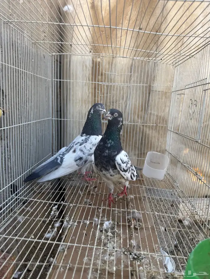 حمام باكستاني 0