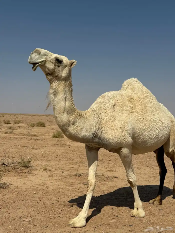 ناقه وضحاء للبيع 1