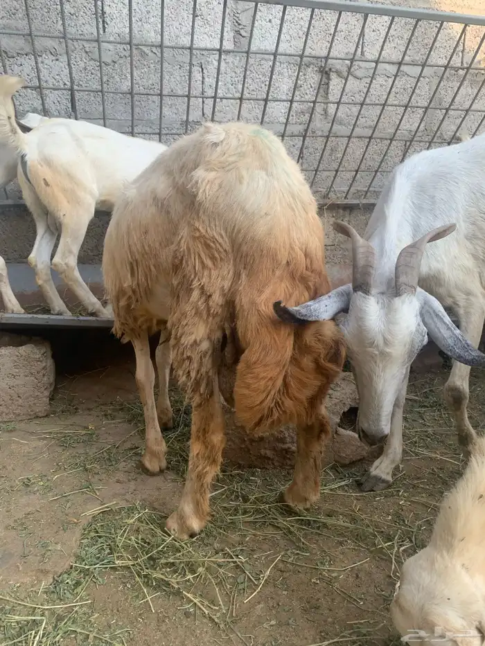 فرير مشروع فحل واربعه تيوس سمان ماشاءالله 15