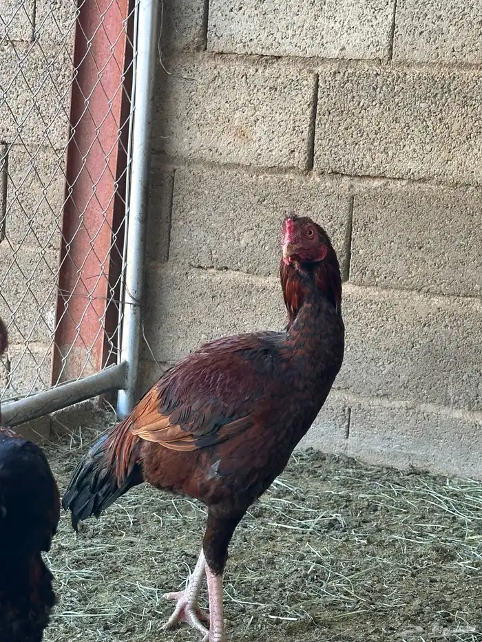 4 ديوك باكستاني سندي 7