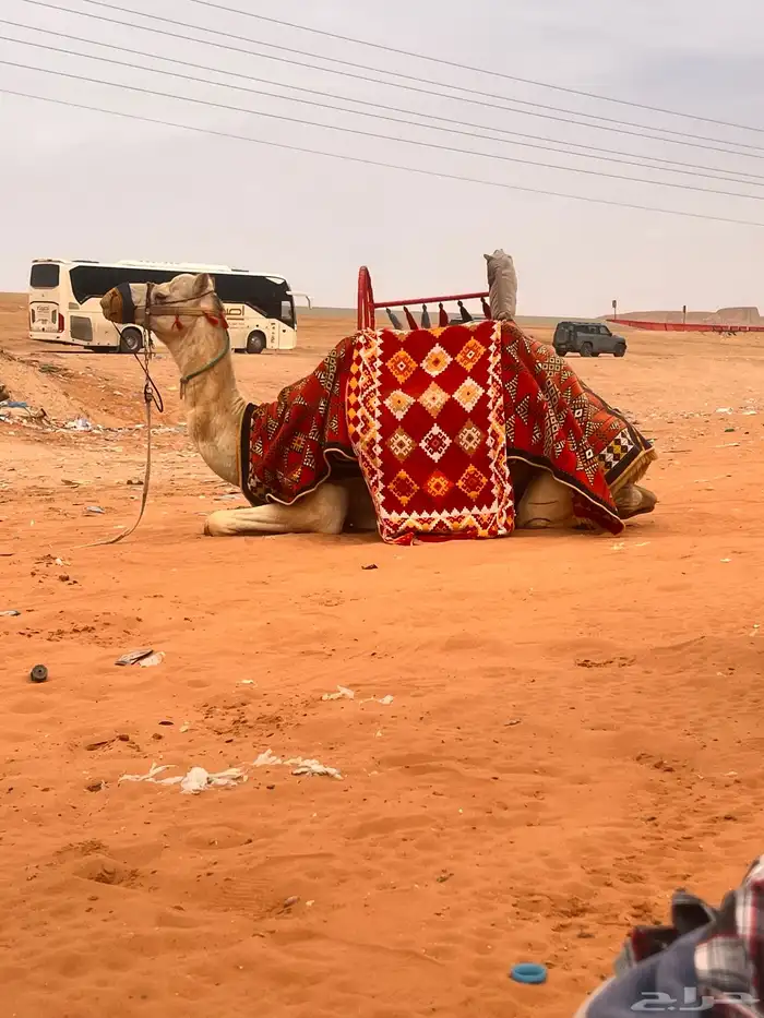 يوجد لدينا أجار خيل و جمال و سيسي 7