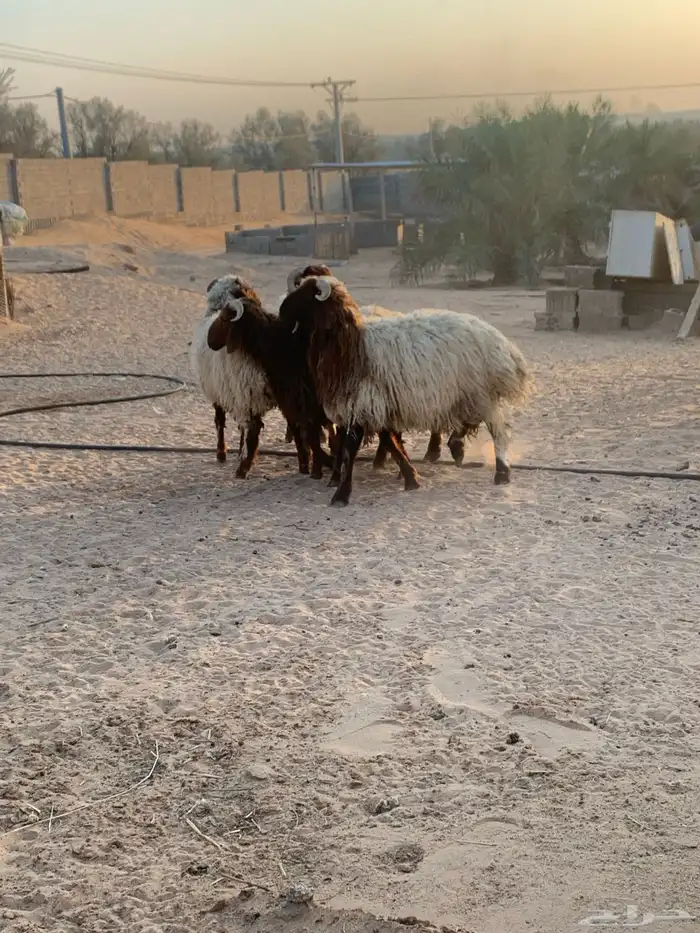 نعيم انتاج المراح خرفان صافي 1