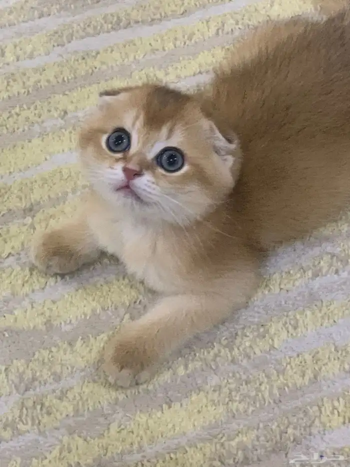 قطط سكوتش للبيع 1