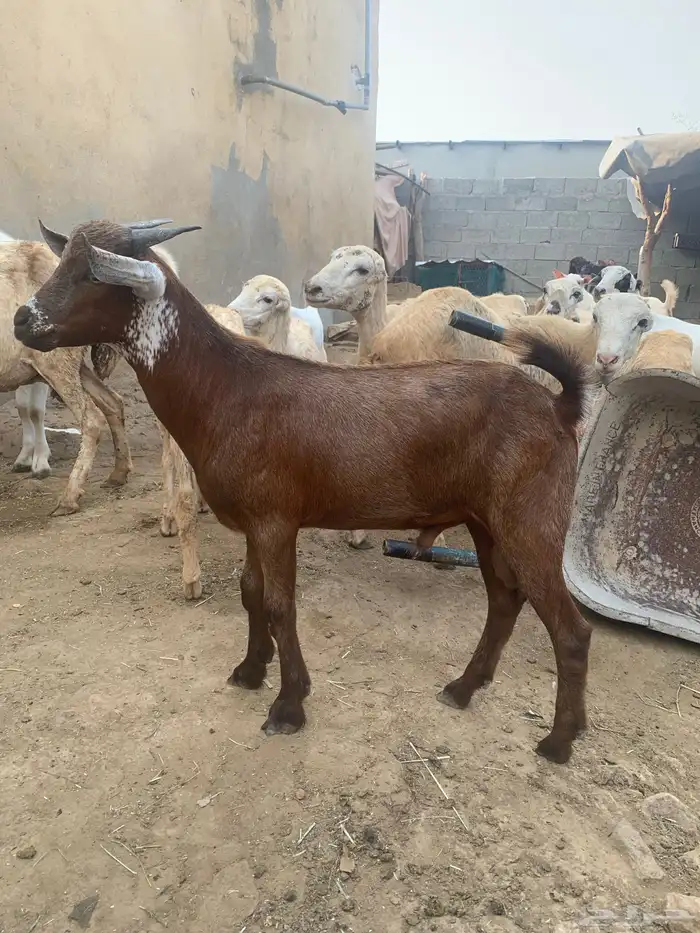 فرير مشروع فحل واربعه تيوس سمان ماشاءالله 14
