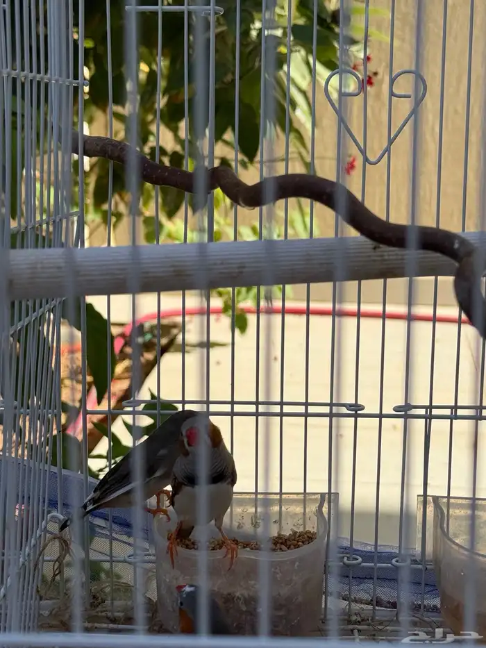 طيور للبيع 1