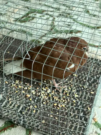 حمام اشبه بالسوداني بس ما اعرف نوعه 0