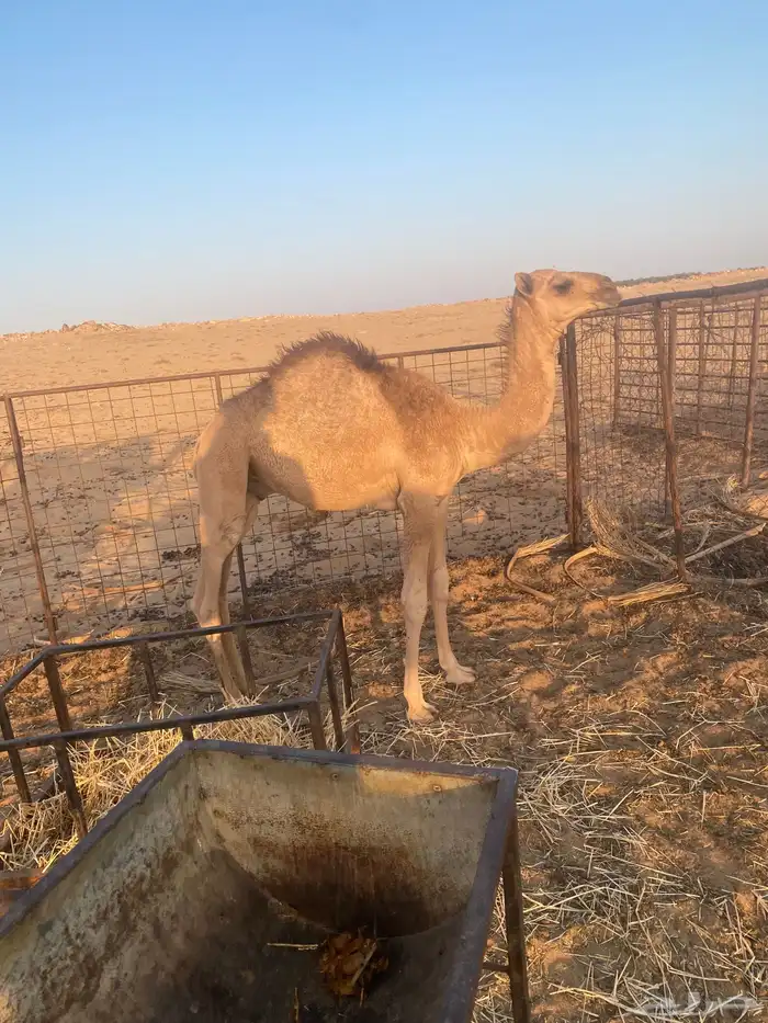 قعود لباني قصب 0