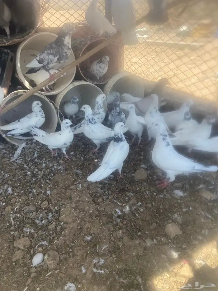 حمام مشكل عدد حول 52 حبه 15