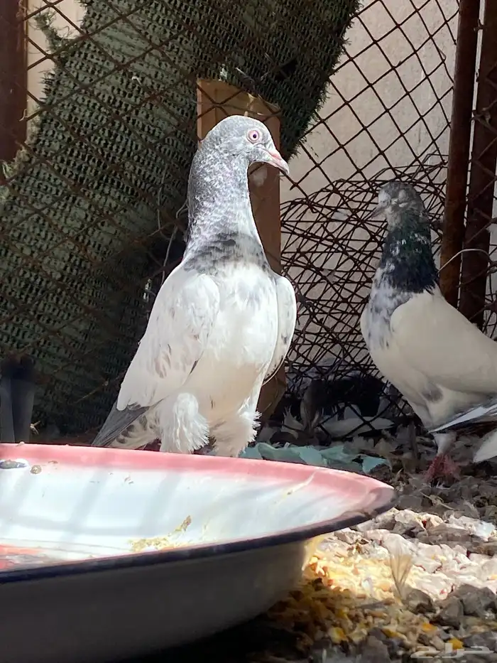 حمام باكستاني طبه للبيع للبيع على السوم 1