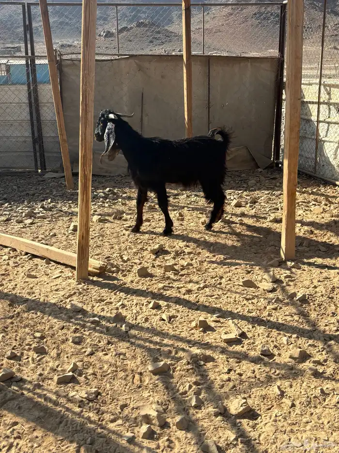 تيس فل شحم 0