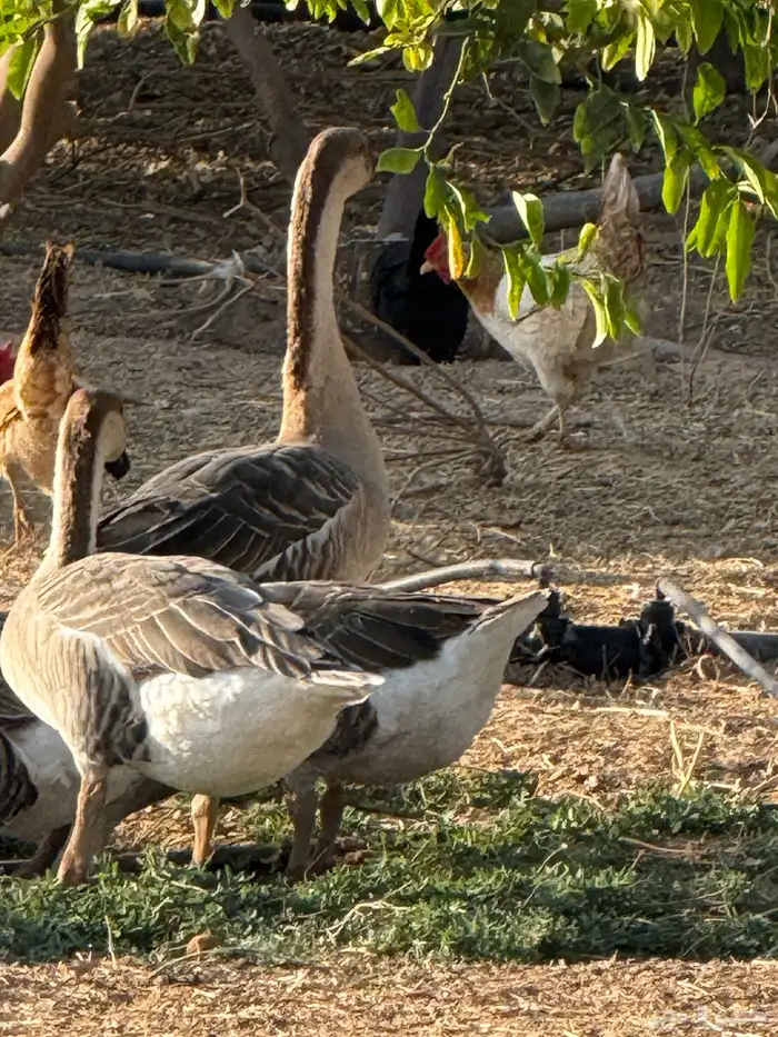 وز عراقي (توصيل مجاني داخل البكيريه) 16