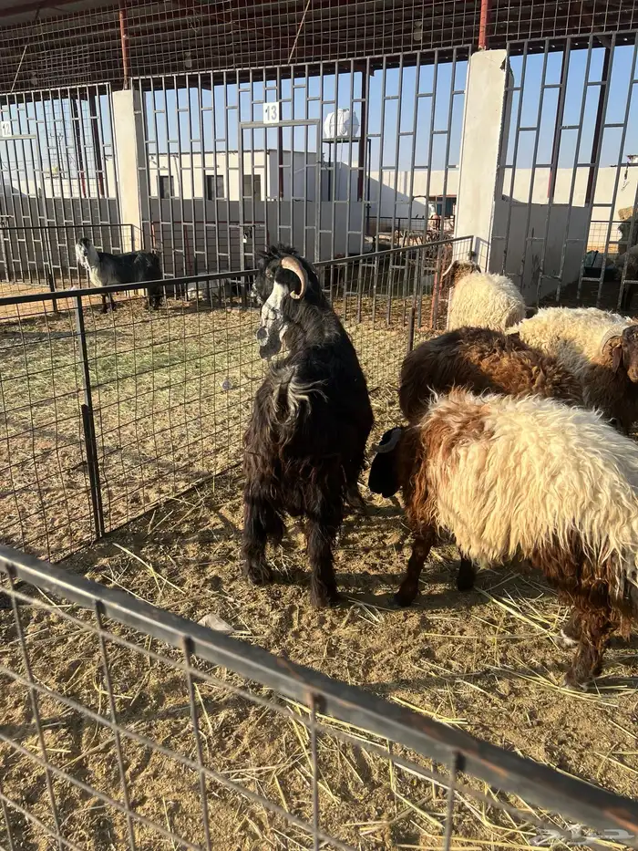 تيس فحل للبيع تم البيع 1