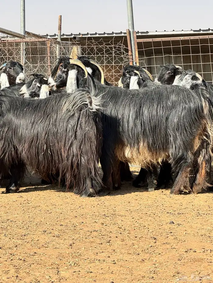 ماعز عوارض صنف الصنف تبارك الرحمن 0