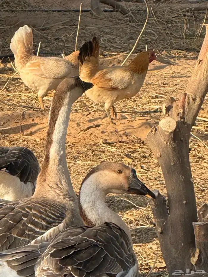 وز عراقي (توصيل مجاني داخل البكيريه) 12