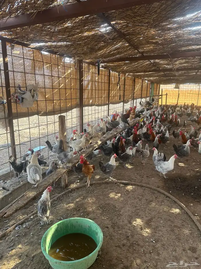 دجاج للبيع فيومي 2