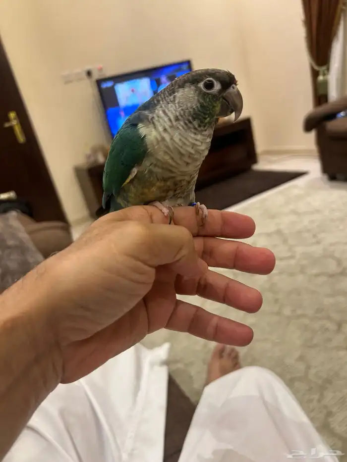 كنيور بلو تركواز محجل 1