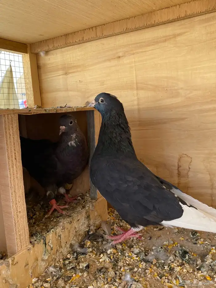 حمام قلابي 1