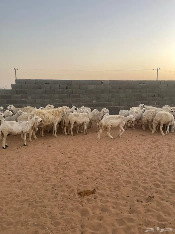 غنم حريه للبيع 10