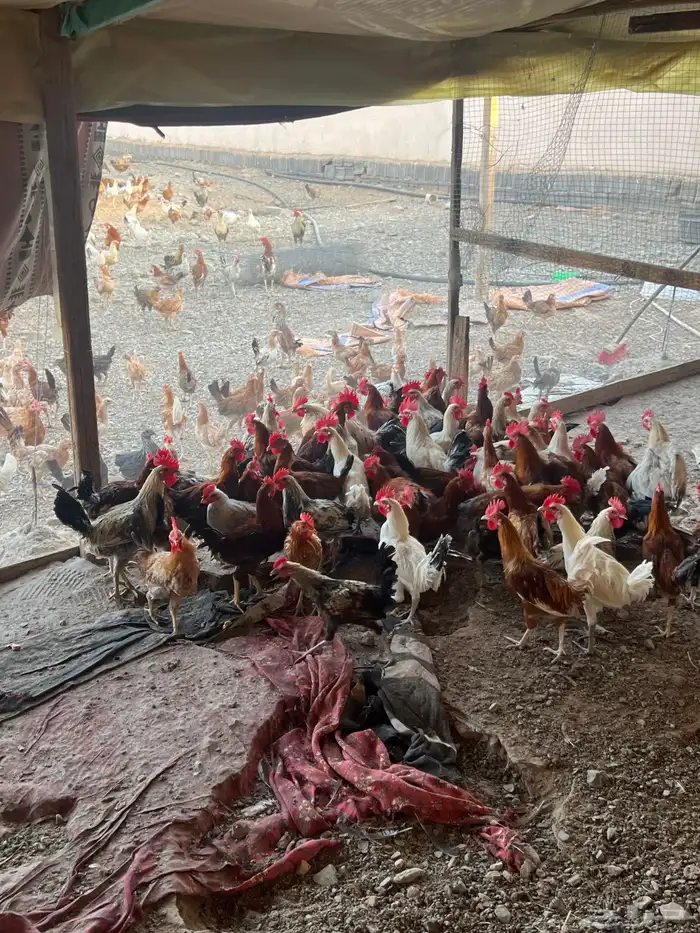 ديوك بلدي نظيفه 1