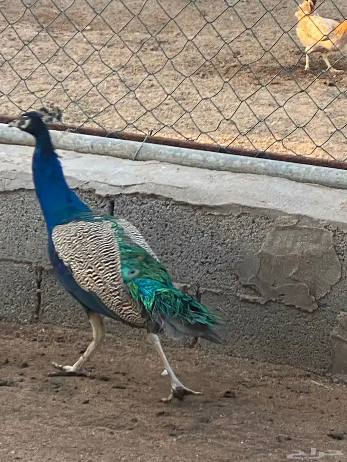 ذكر طاووس 0