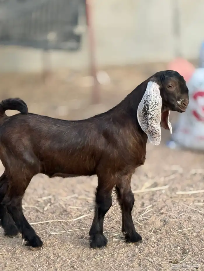 معزا مصريات منايح 5