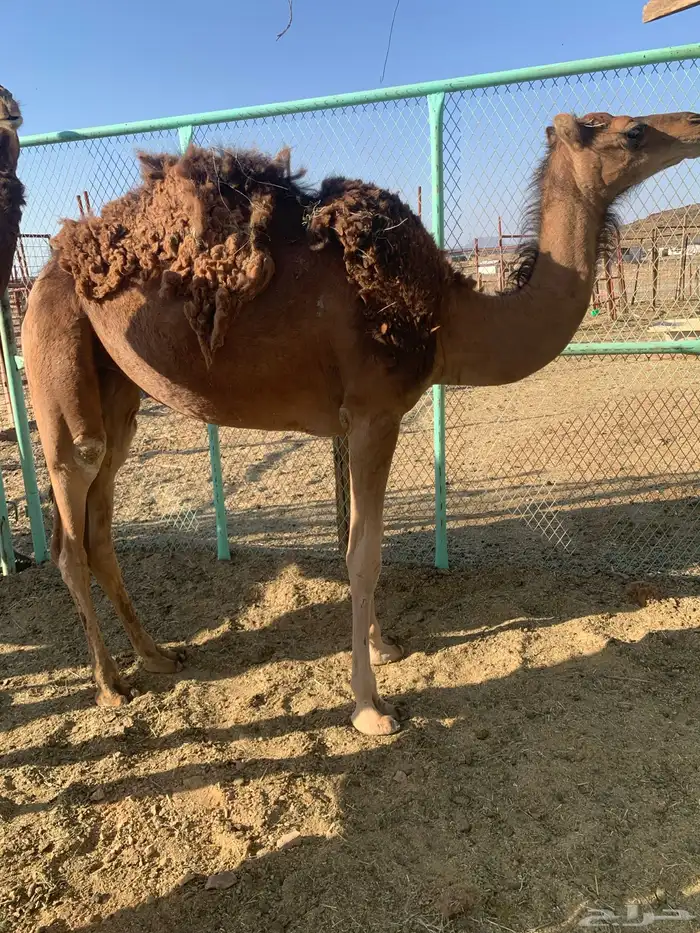 بكره حمرا دهما حقه غفال من الحمض ب7000 1