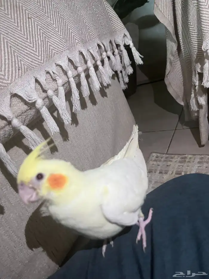 السلام عليكم ورحمة الله وبركاته اعرضلكم كروان 2