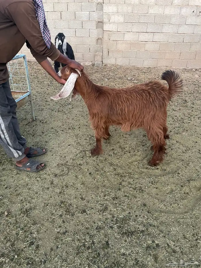 للبيع تيوس وجفار فل شحم 5