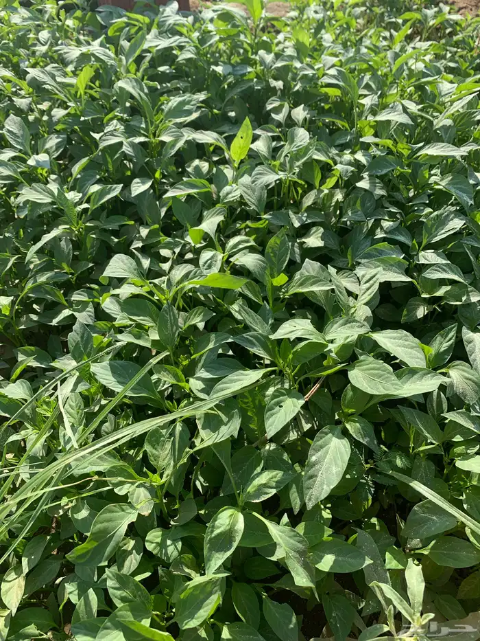 مباقل بندوره ابوشوكه وفلفل رومي موقعها كليه 3