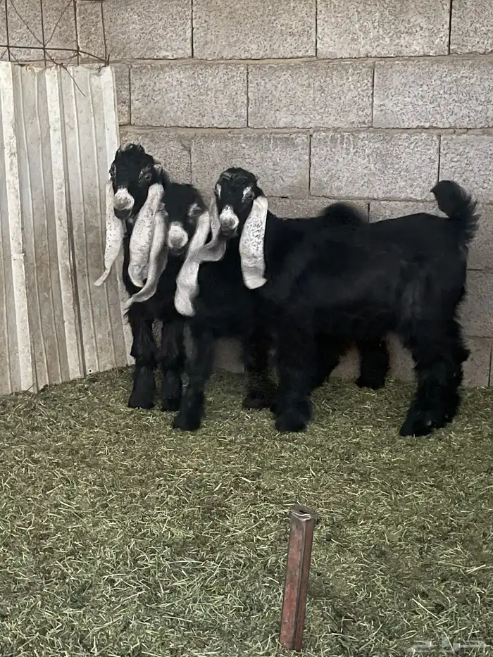 للبيع تيوس وجفار فل شحم 2