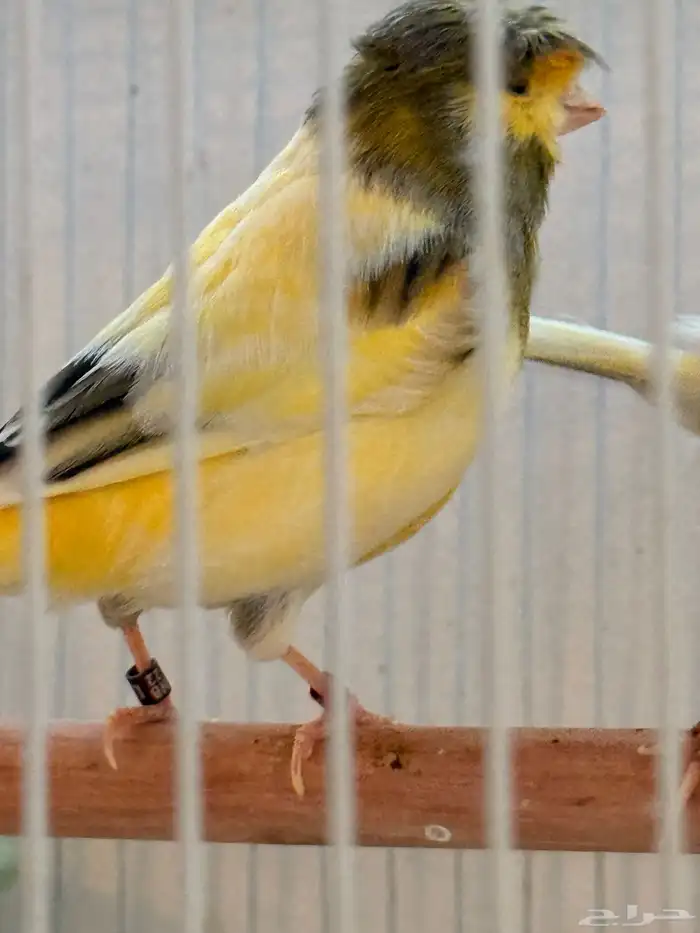 جوز جلوستر فاخر 8