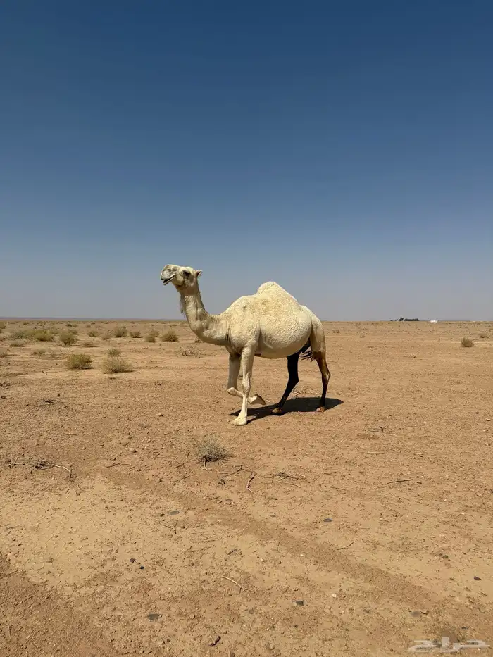 ناقه وضحاء للبيع 0