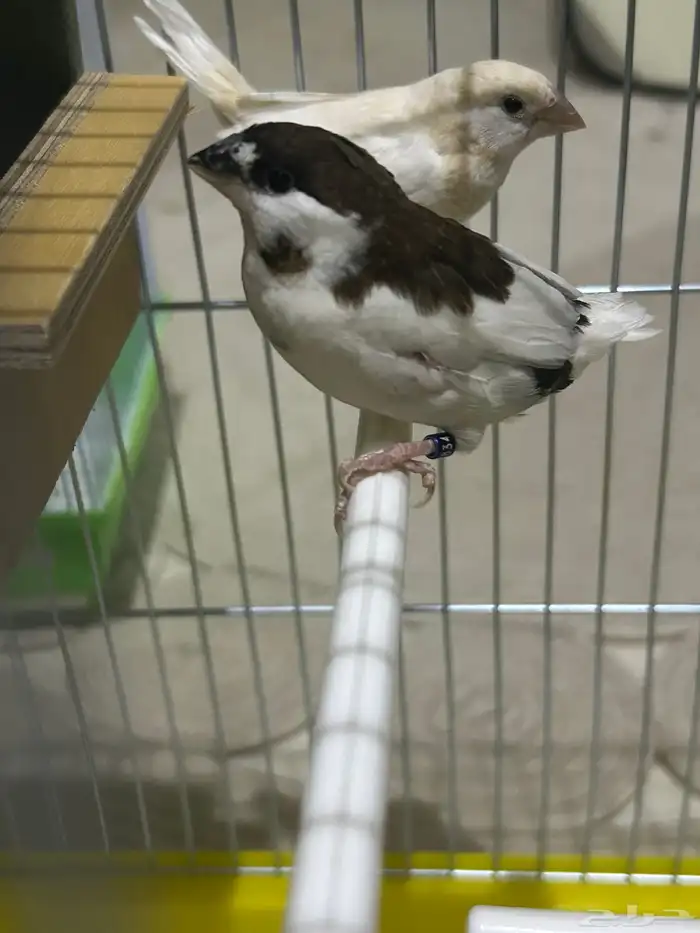 جوز بنقليزي فنيش 0