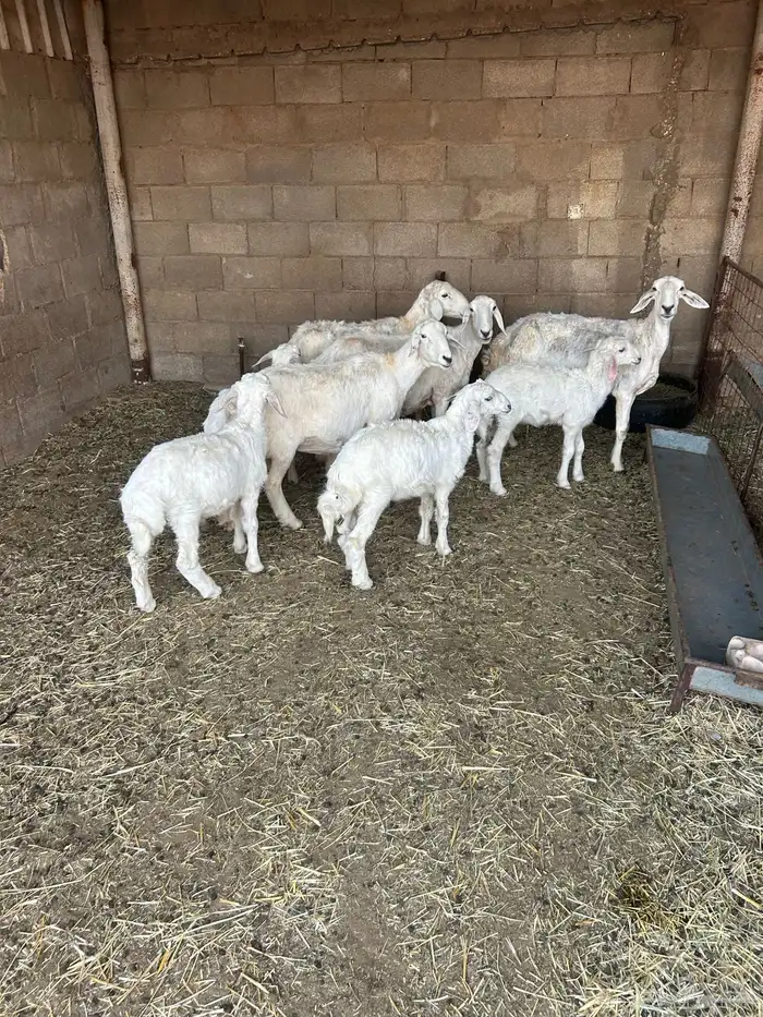 خلفات حريات 0