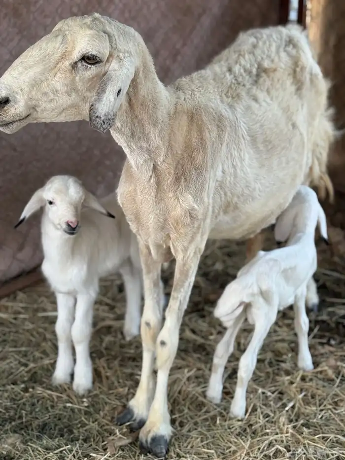 نعجة تحتها 2 ذكور 0