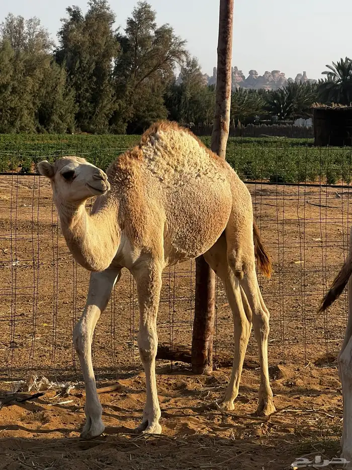 حشو قعدان 2